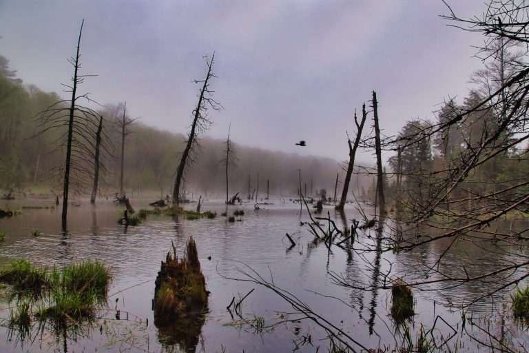 LA forêt Fangorn©Michel Maranda