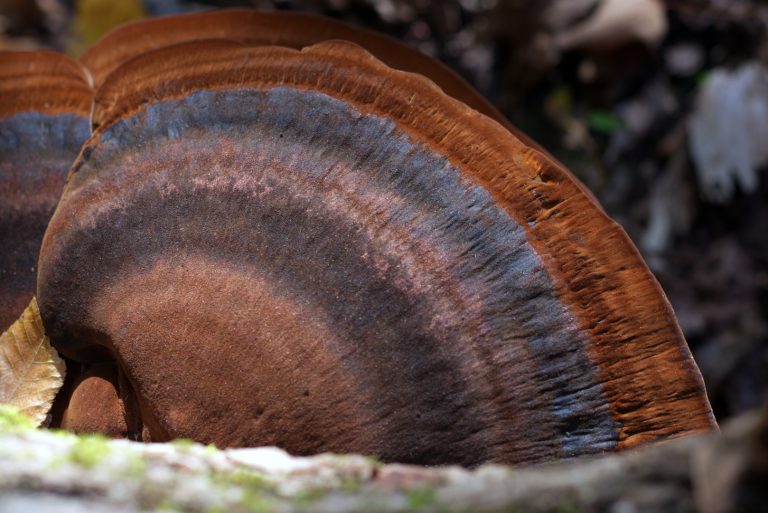 Arc-en-ciel©Line Lajoie