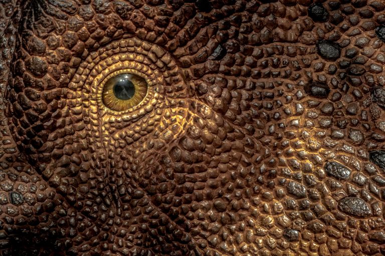 Jurassique©Michel Gosselin