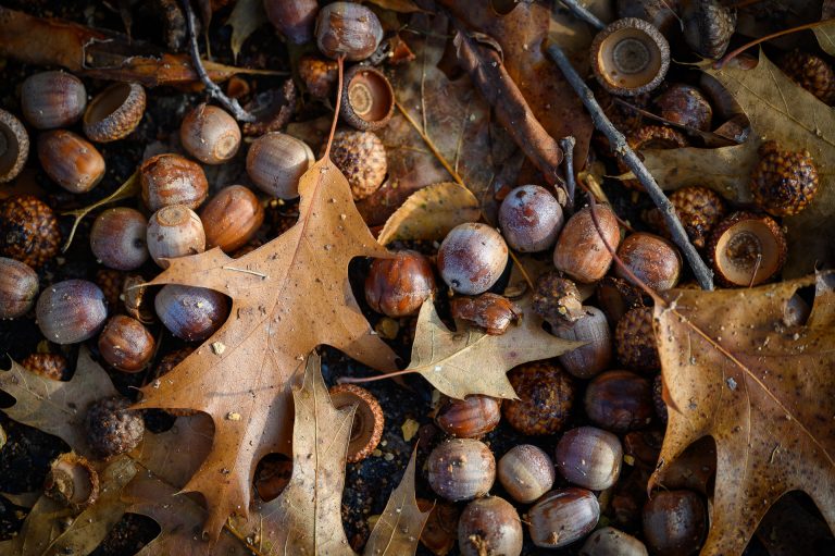 Abondance©Nathalie Blanchard