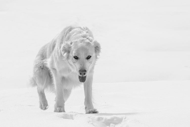 Maraudeur©Michelle Shipman